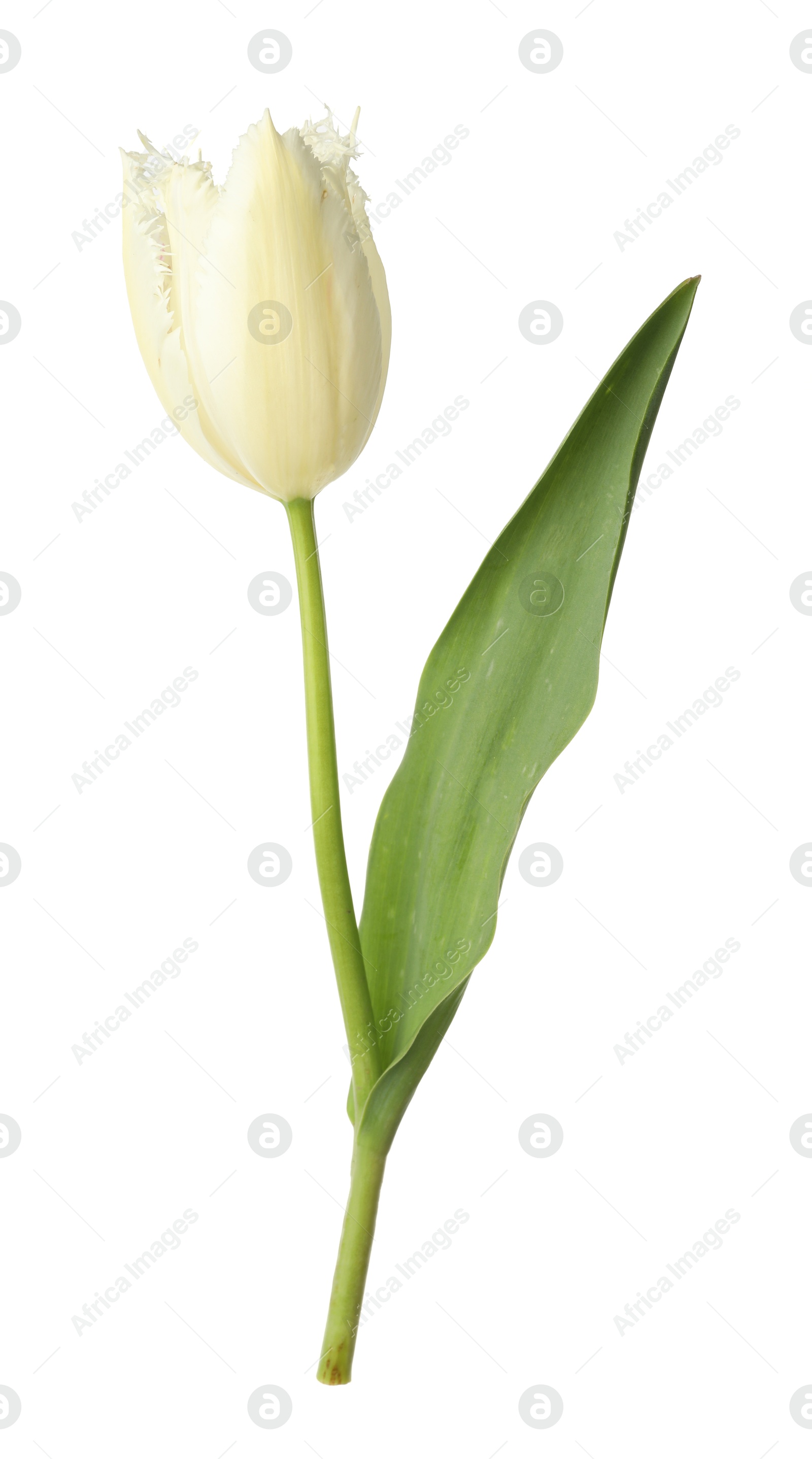 One beautiful color tulip isolated on white Photo of One beautiful color tulip isolated on white