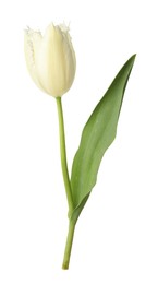 Photo of One beautiful color tulip isolated on white