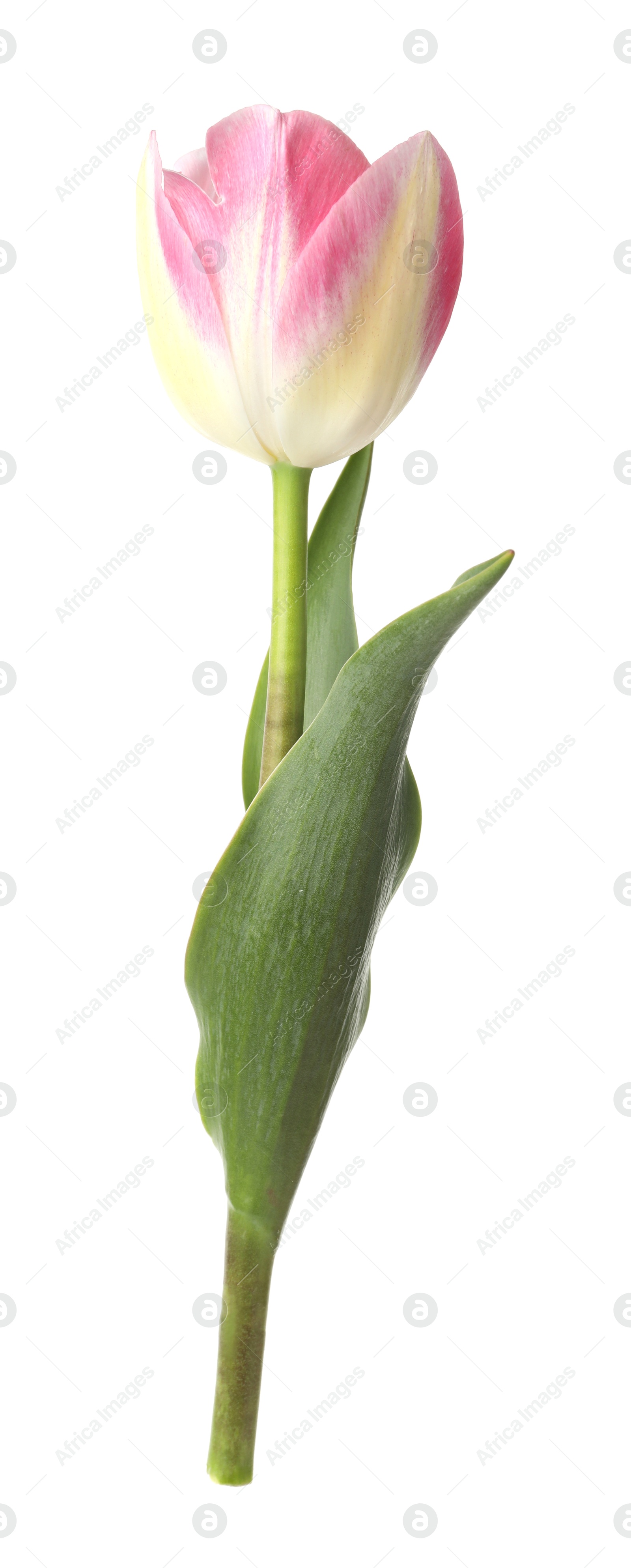 One beautiful colorful tulip isolated on white Photo of One beautiful colorful tulip isolated on white