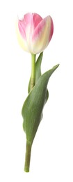 Photo of One beautiful colorful tulip isolated on white