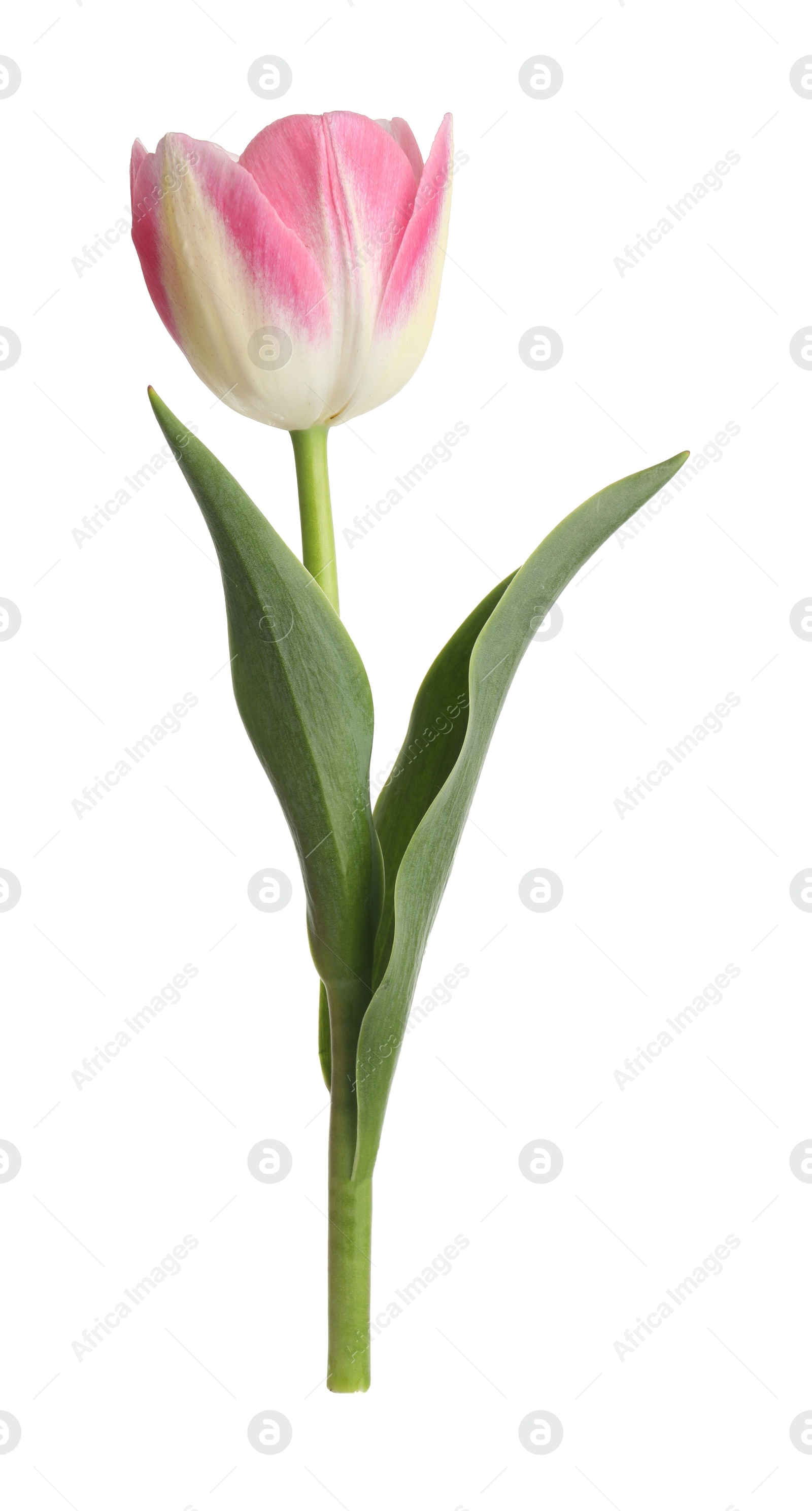 One beautiful colorful tulip isolated on white Photo of One beautiful colorful tulip isolated on white