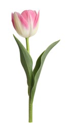 Photo of One beautiful colorful tulip isolated on white