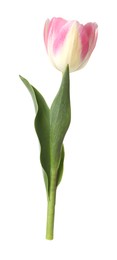 Photo of One beautiful colorful tulip isolated on white