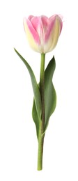 Photo of One beautiful colorful tulip isolated on white