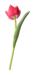 Photo of One beautiful pink tulip isolated on white