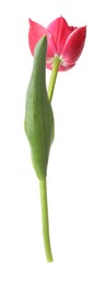 Photo of One beautiful pink tulip isolated on white