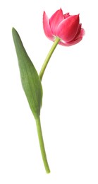 Photo of One beautiful pink tulip isolated on white