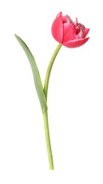 Photo of One beautiful pink tulip isolated on white