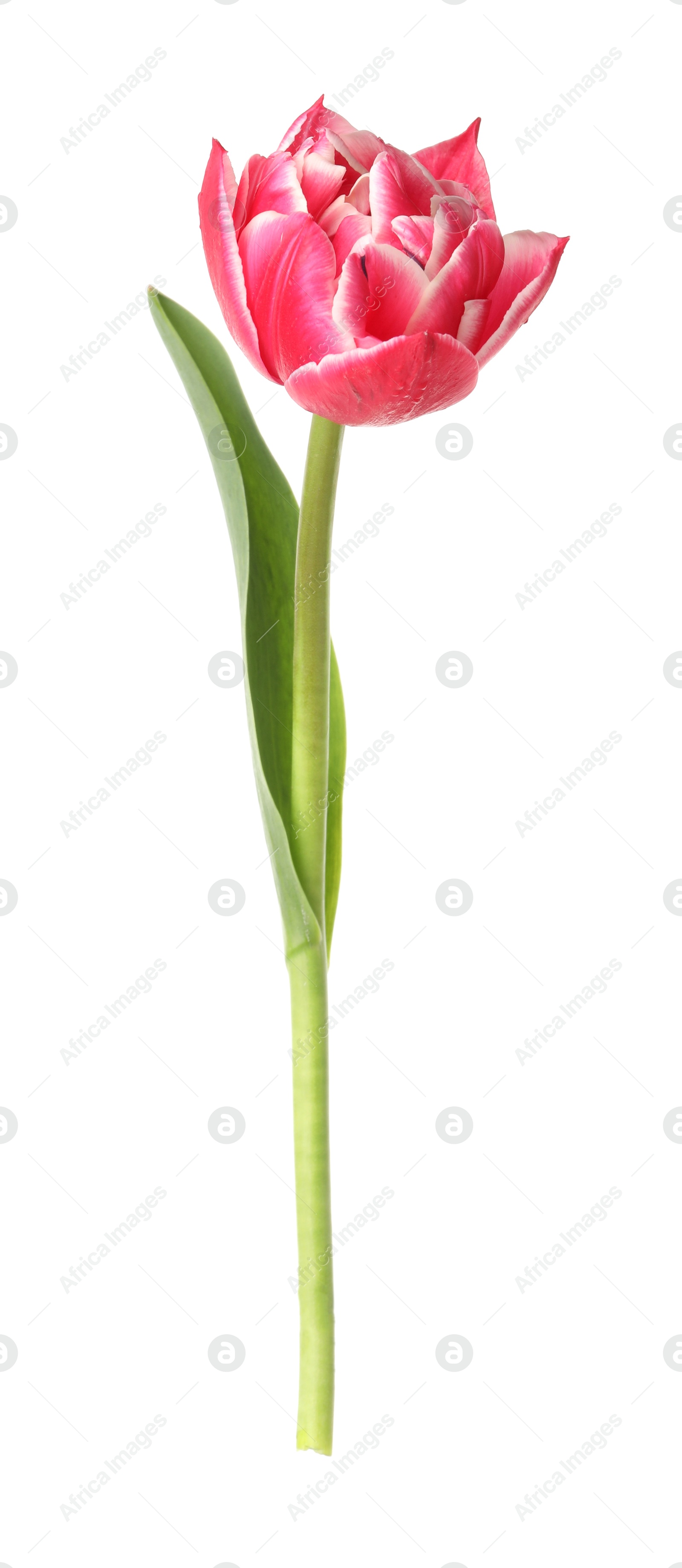 One beautiful pink tulip isolated on white Photo of One beautiful pink tulip isolated on white