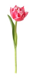 Photo of One beautiful pink tulip isolated on white