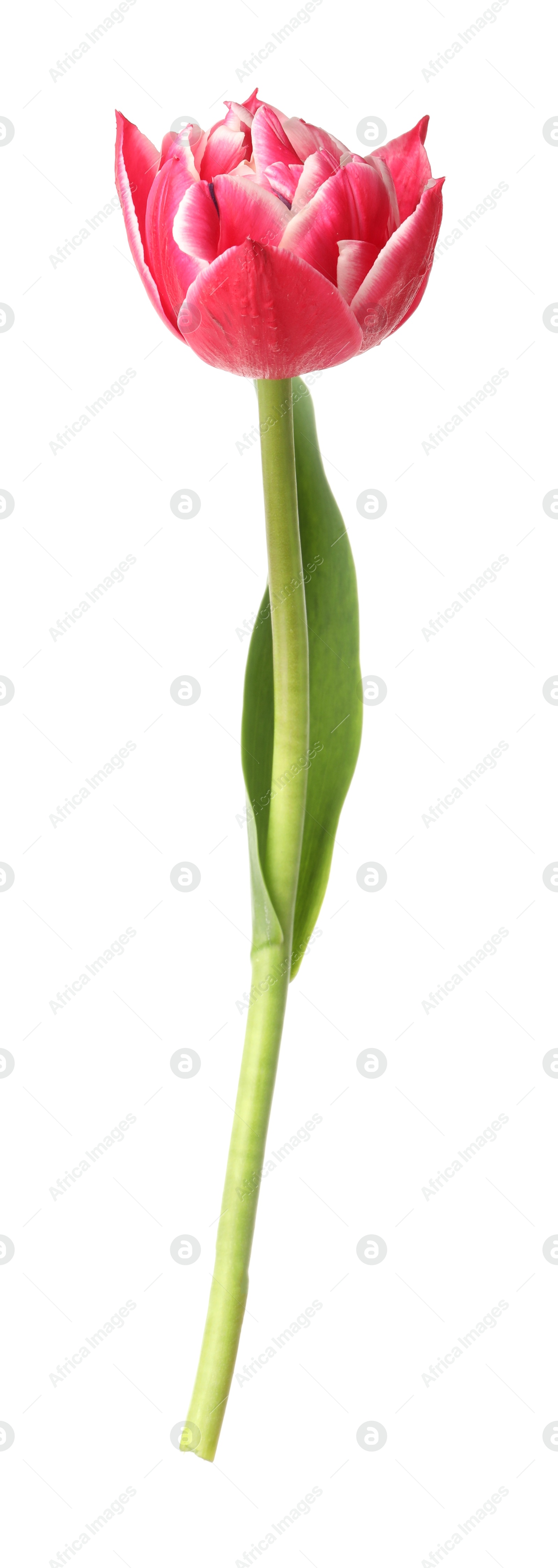 One beautiful pink tulip isolated on white Photo of One beautiful pink tulip isolated on white
