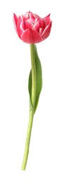 Photo of One beautiful pink tulip isolated on white