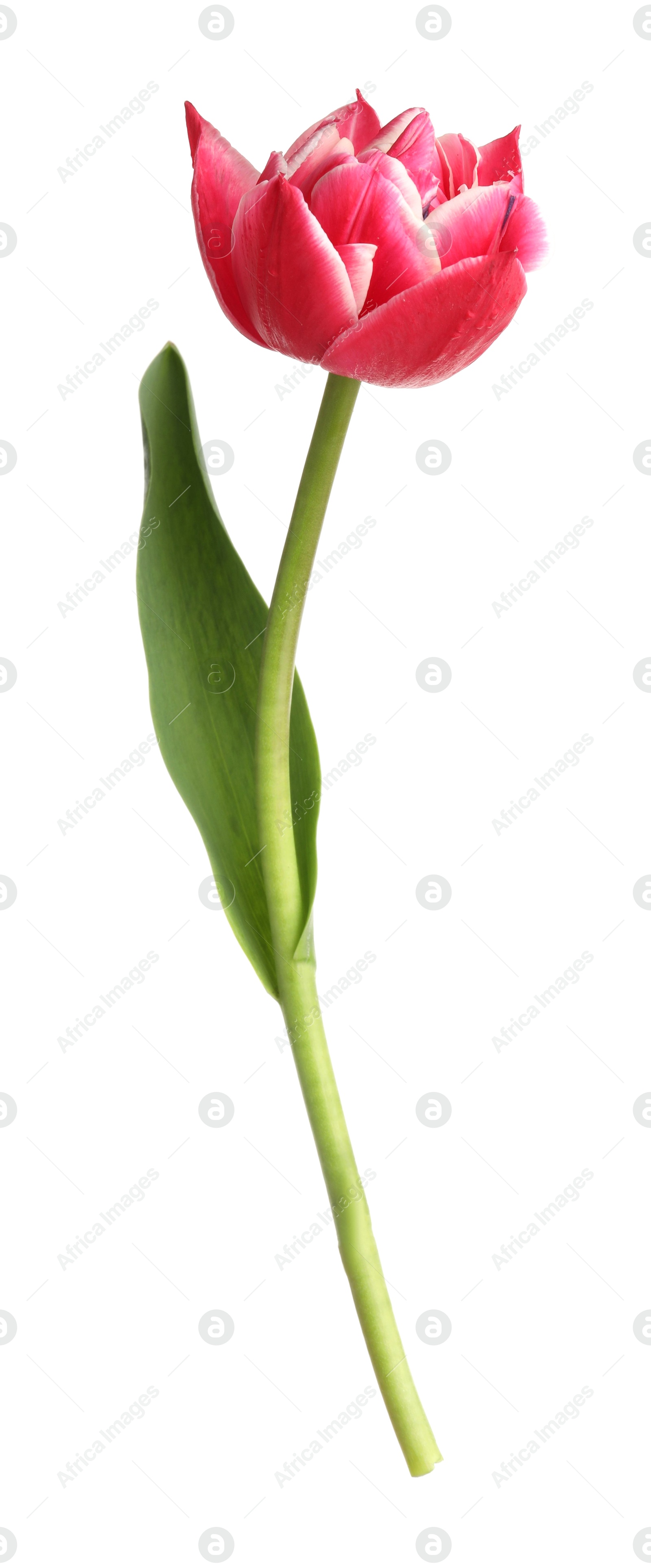 One beautiful pink tulip isolated on white Photo of One beautiful pink tulip isolated on white