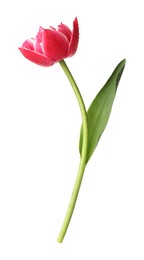 Photo of One beautiful pink tulip isolated on white