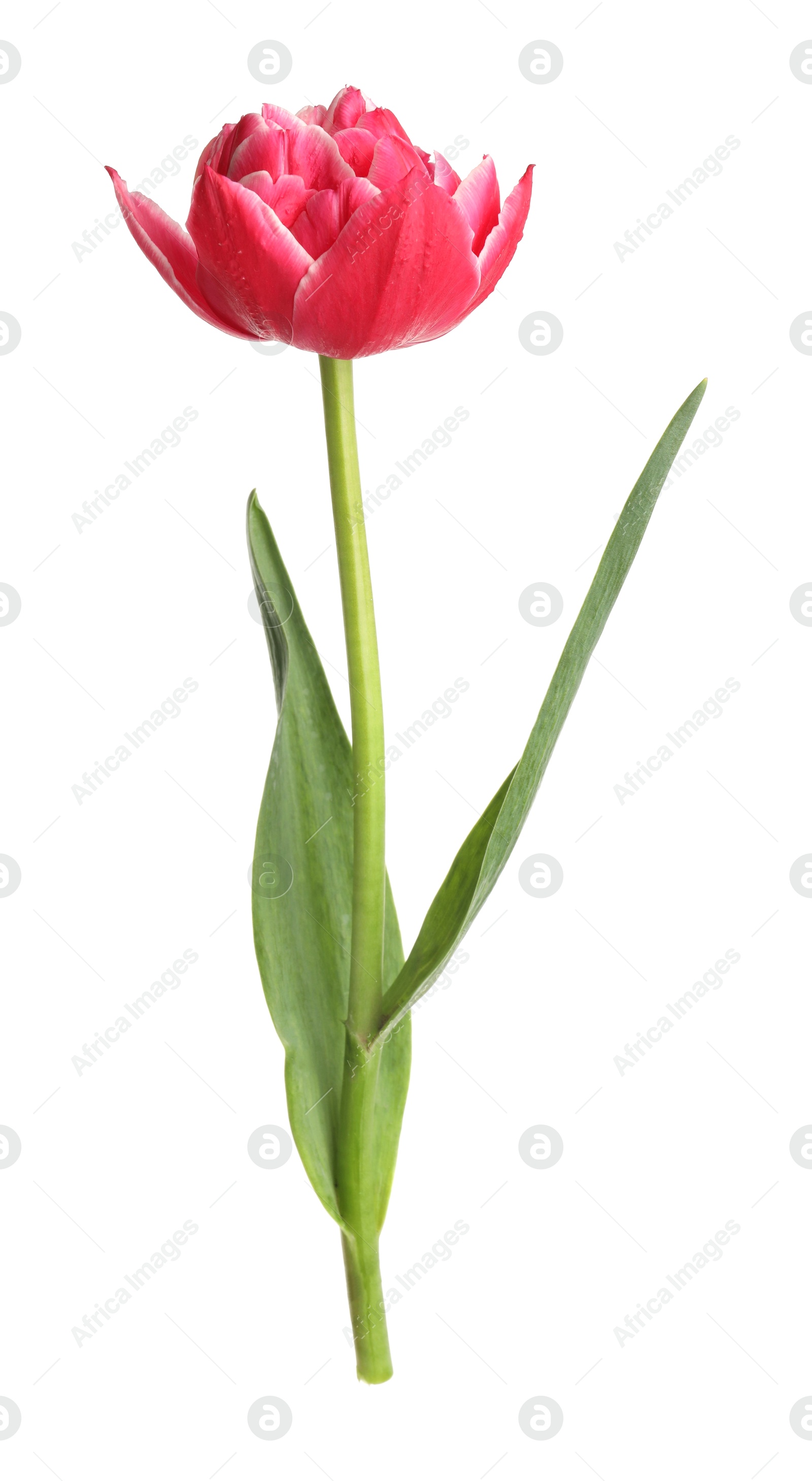 One beautiful pink tulip isolated on white Photo of One beautiful pink tulip isolated on white