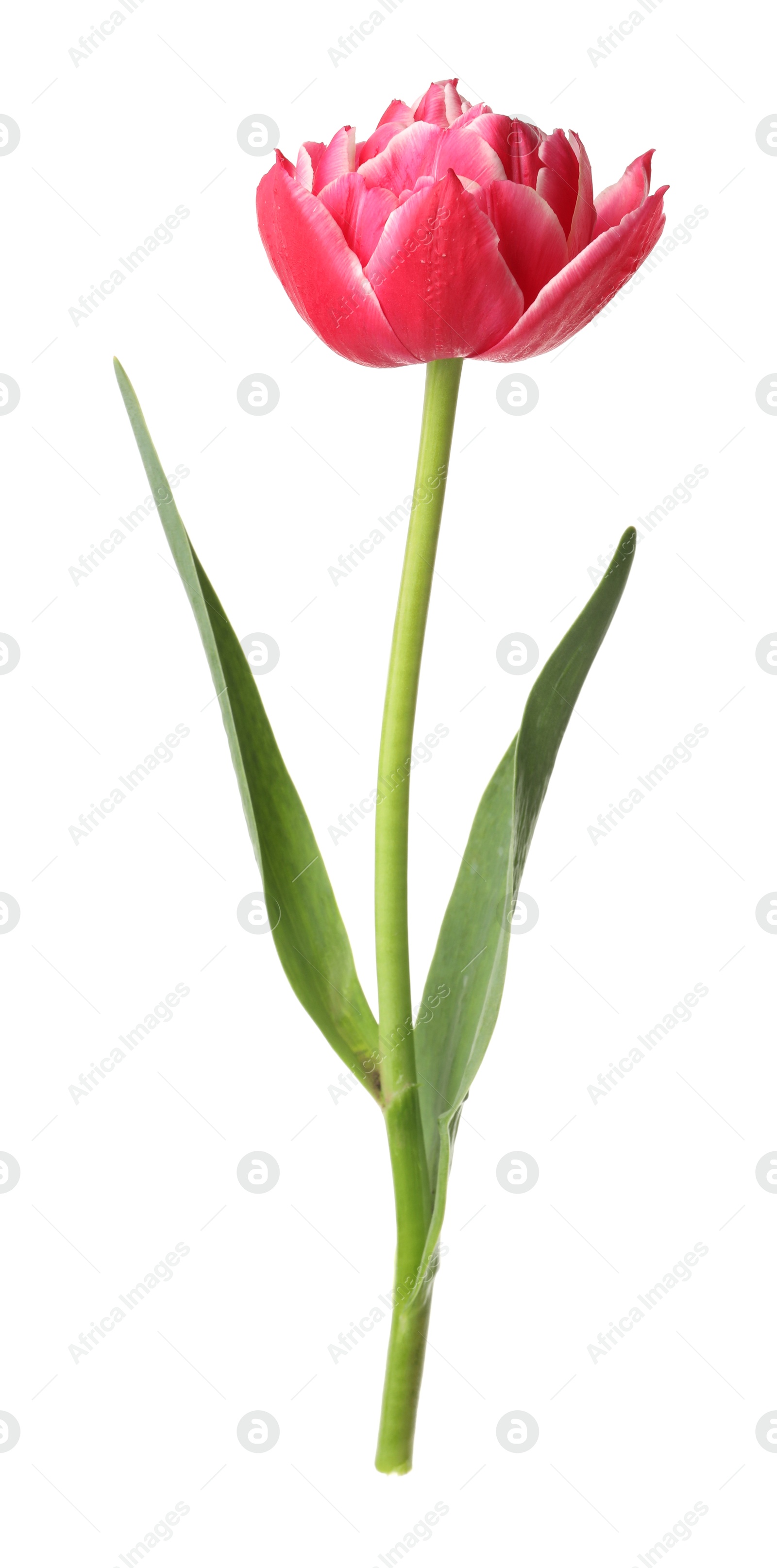 One beautiful pink tulip isolated on white Photo of One beautiful pink tulip isolated on white