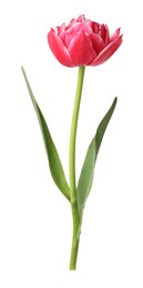 Photo of One beautiful pink tulip isolated on white