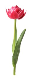 Photo of One beautiful pink tulip isolated on white