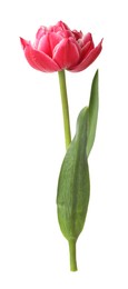 Photo of One beautiful pink tulip isolated on white