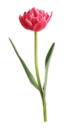 Photo of One beautiful pink tulip isolated on white