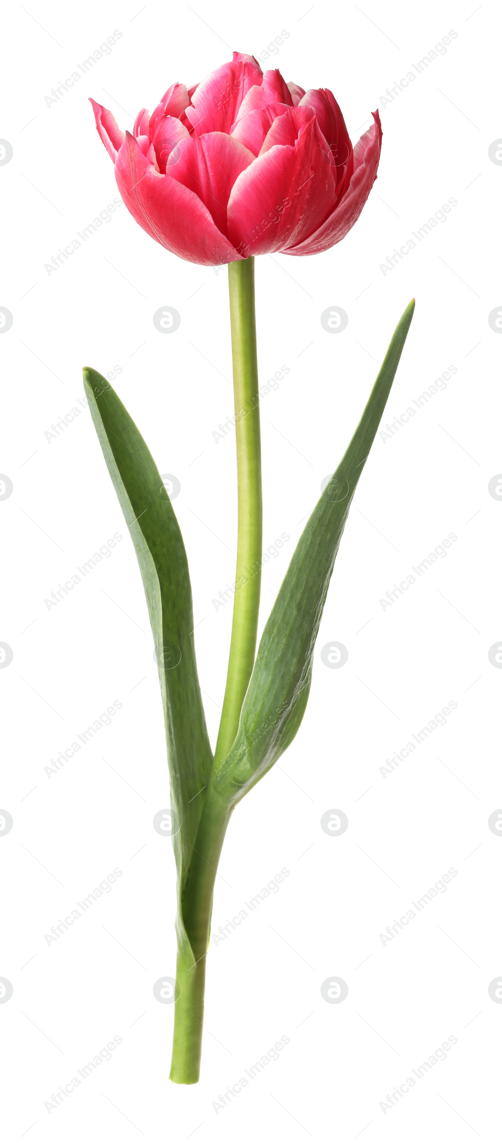 One beautiful pink tulip isolated on white Photo of One beautiful pink tulip isolated on white