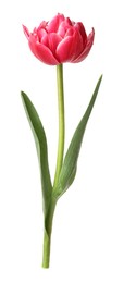 Photo of One beautiful pink tulip isolated on white