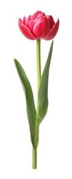 Photo of One beautiful pink tulip isolated on white