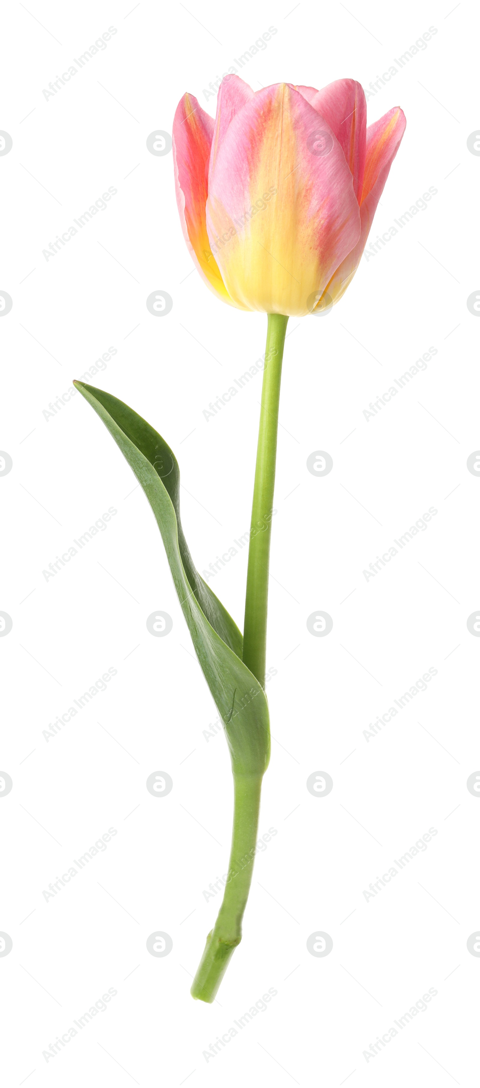 One beautiful colorful tulip isolated on white Photo of One beautiful colorful tulip isolated on white