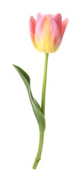 Photo of One beautiful colorful tulip isolated on white