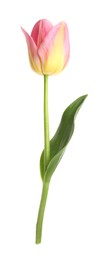 Photo of One beautiful colorful tulip isolated on white