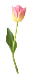 Photo of One beautiful colorful tulip isolated on white