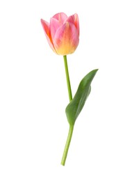 Photo of One beautiful colorful tulip isolated on white