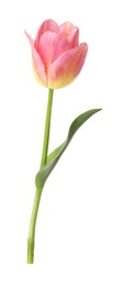 Photo of One beautiful colorful tulip isolated on white