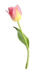 Photo of One beautiful colorful tulip isolated on white