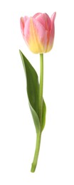 Photo of One beautiful colorful tulip isolated on white