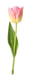 Photo of One beautiful colorful tulip isolated on white