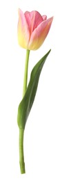 Photo of One beautiful colorful tulip isolated on white