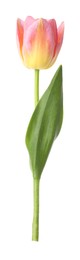 Photo of One beautiful colorful tulip isolated on white
