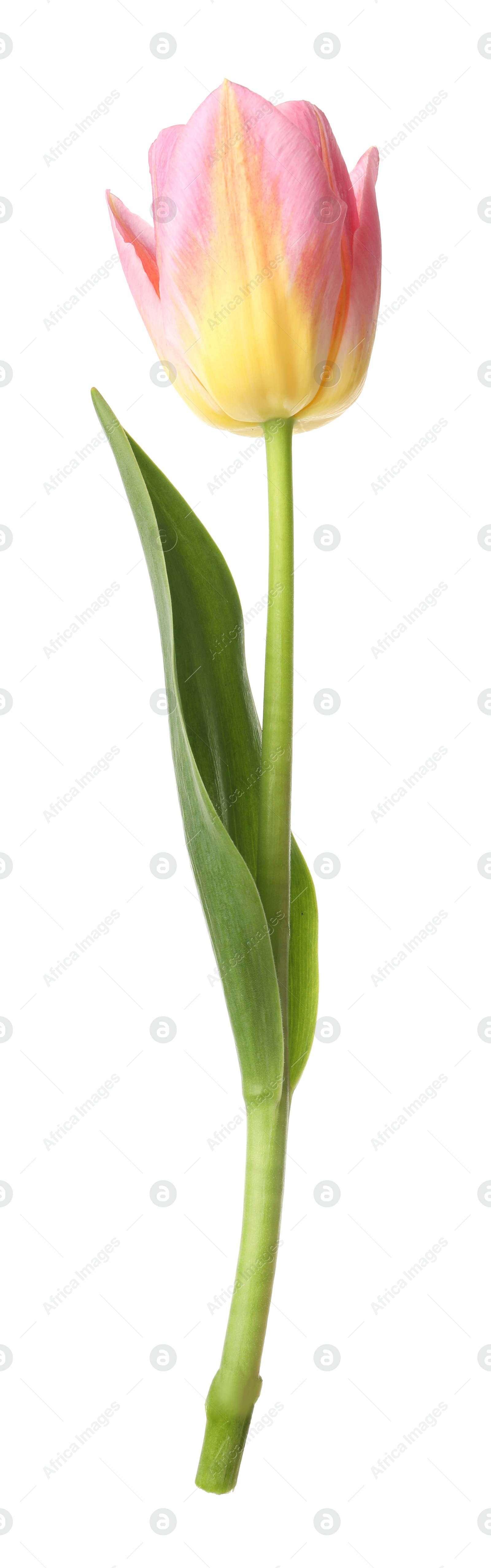One beautiful colorful tulip isolated on white Photo of One beautiful colorful tulip isolated on white