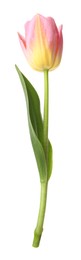 Photo of One beautiful colorful tulip isolated on white