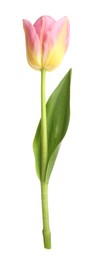 Photo of One beautiful colorful tulip isolated on white