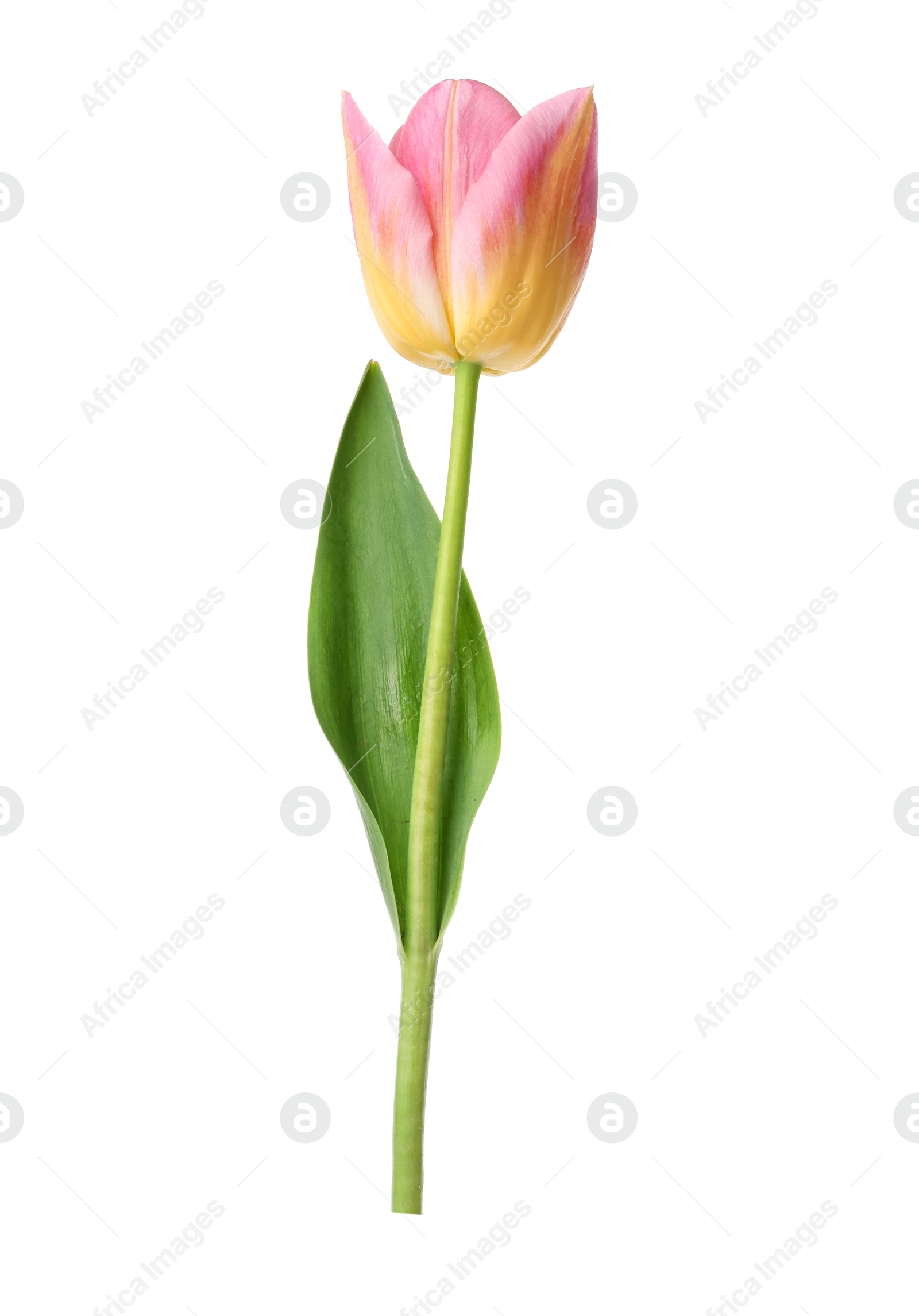 One beautiful colorful tulip isolated on white Photo of One beautiful colorful tulip isolated on white