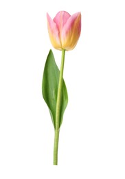 Photo of One beautiful colorful tulip isolated on white