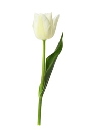 Photo of One beautiful color tulip isolated on white