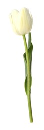 Photo of One beautiful color tulip isolated on white