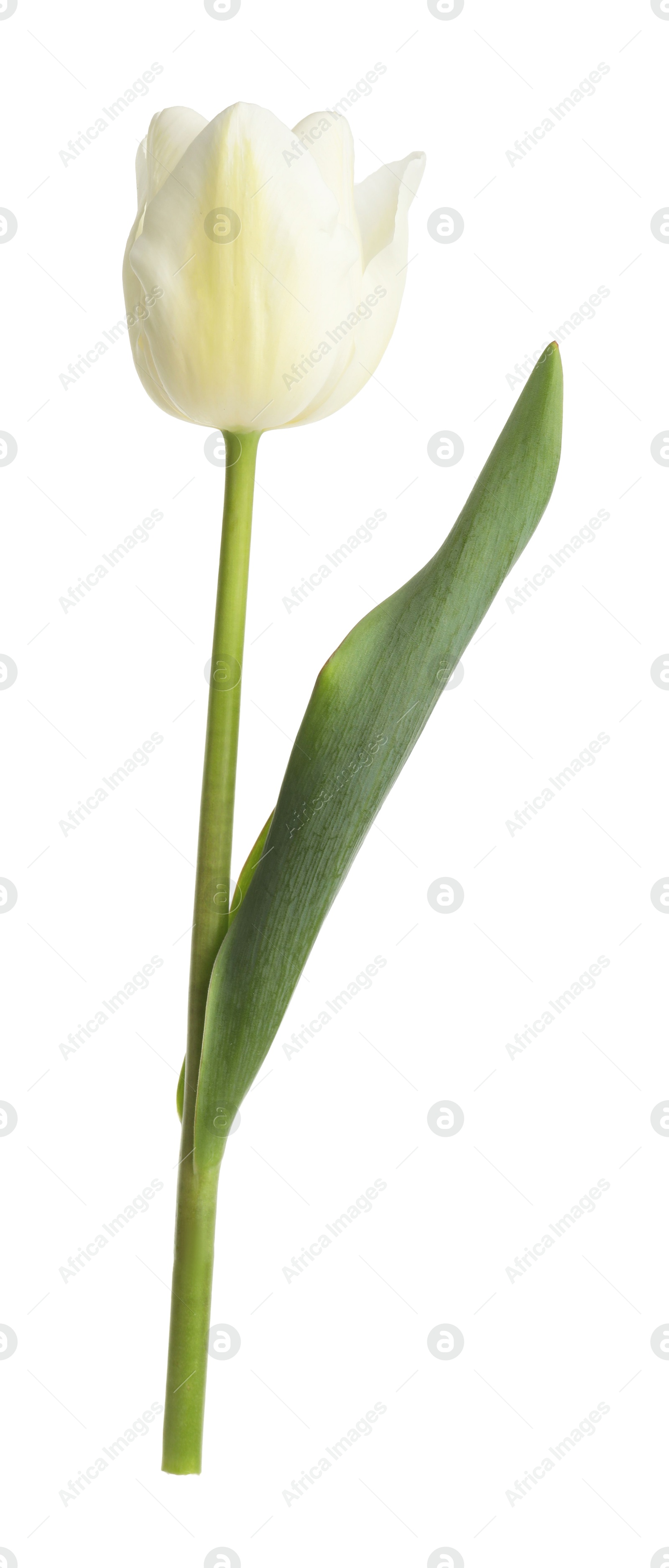 One beautiful color tulip isolated on white Photo of One beautiful color tulip isolated on white