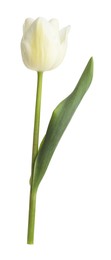 Photo of One beautiful color tulip isolated on white