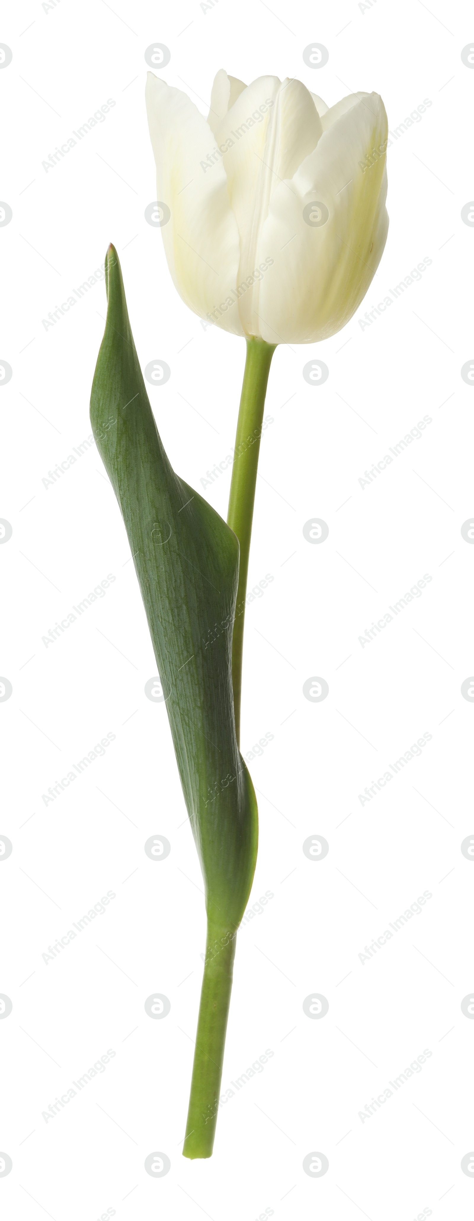One beautiful color tulip isolated on white Photo of One beautiful color tulip isolated on white