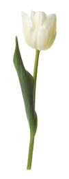 Photo of One beautiful color tulip isolated on white