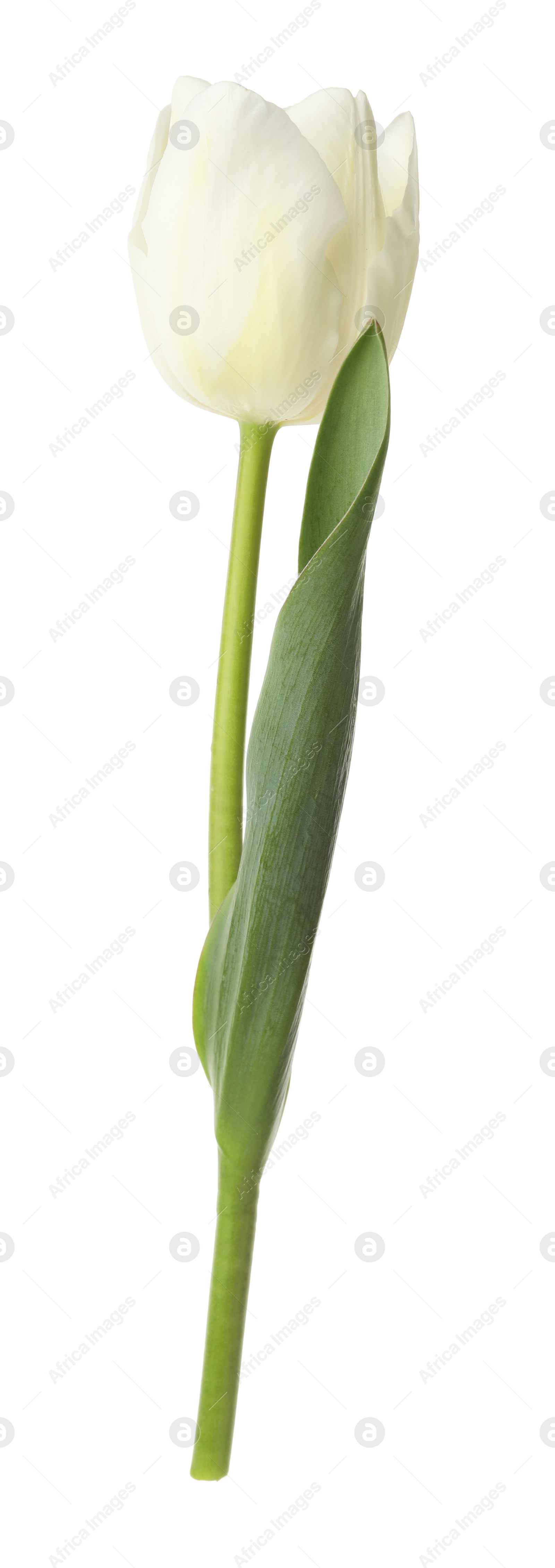Photo of One beautiful color tulip isolated on white
